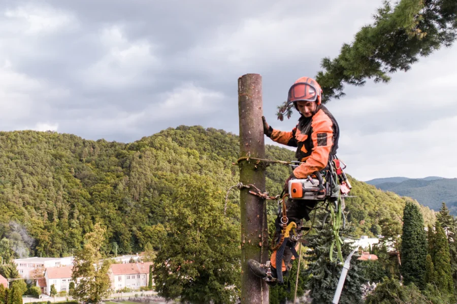 Gmina Słubice prowadzi w sierpniu pielęgnację drzew. Prace metodą alpinistyczną